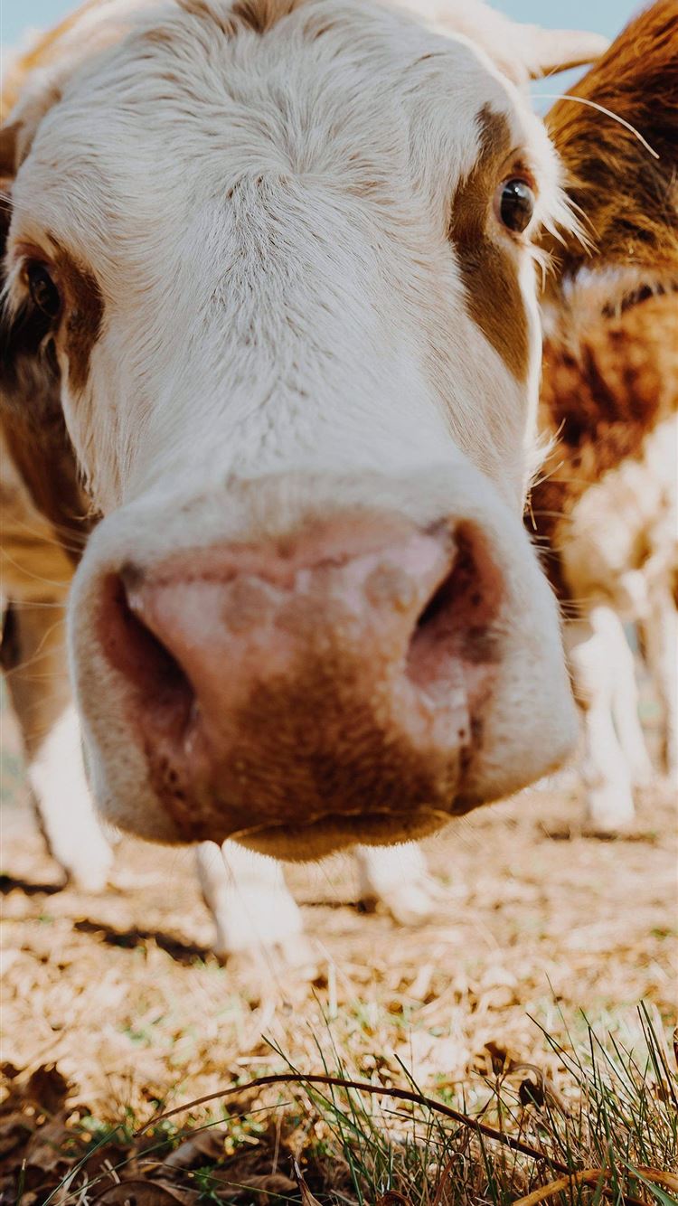 Cow iPhone Wallpaper