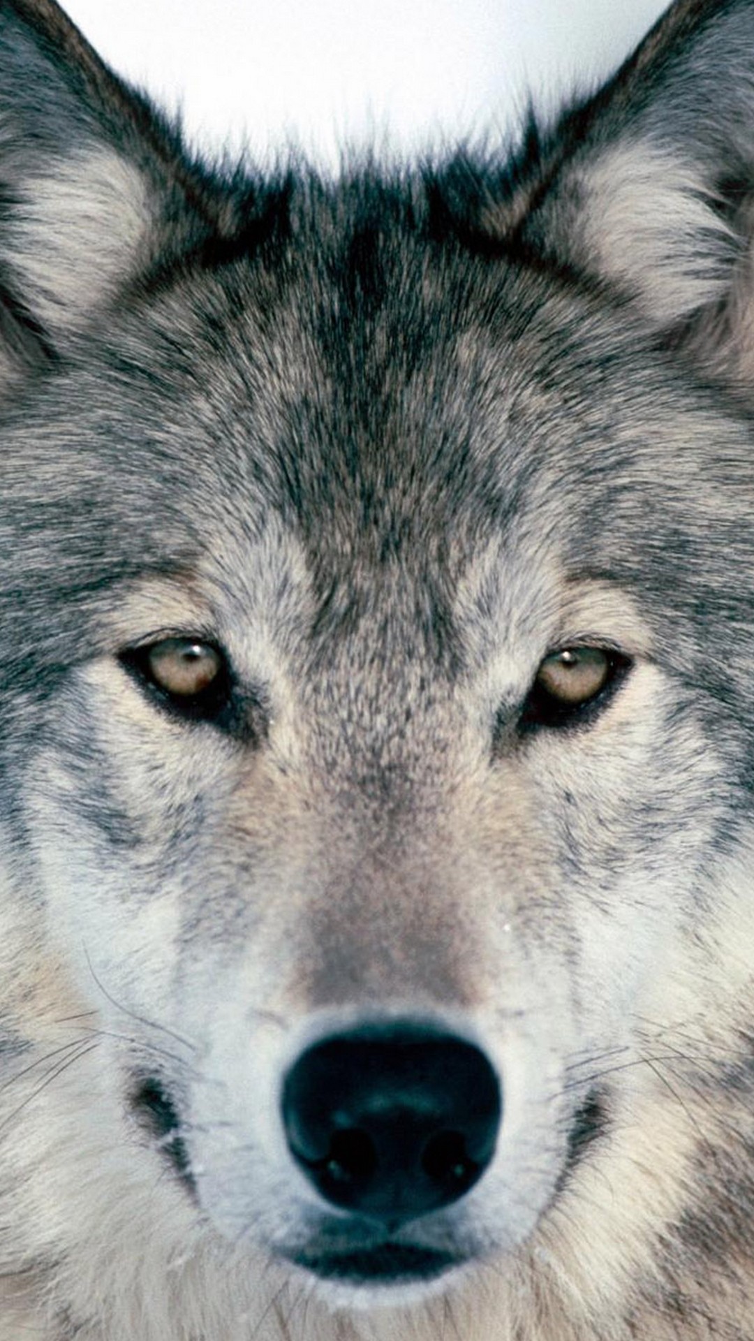Free download Cool Wolf Wallpaper for Phones 2022 Phone Wallpaper HD  [1080x1920] for your Desktop, Mobile & Tablet | Explore 34+ Cool Wolf  iPhone Wallpapers | Cool Wolf Backgrounds, Cool Wolf Wallpapers,
