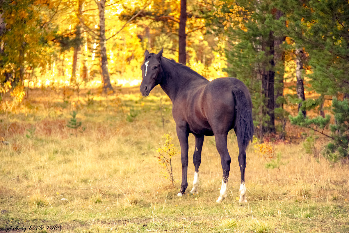 Horse In Autumn Wallpaper