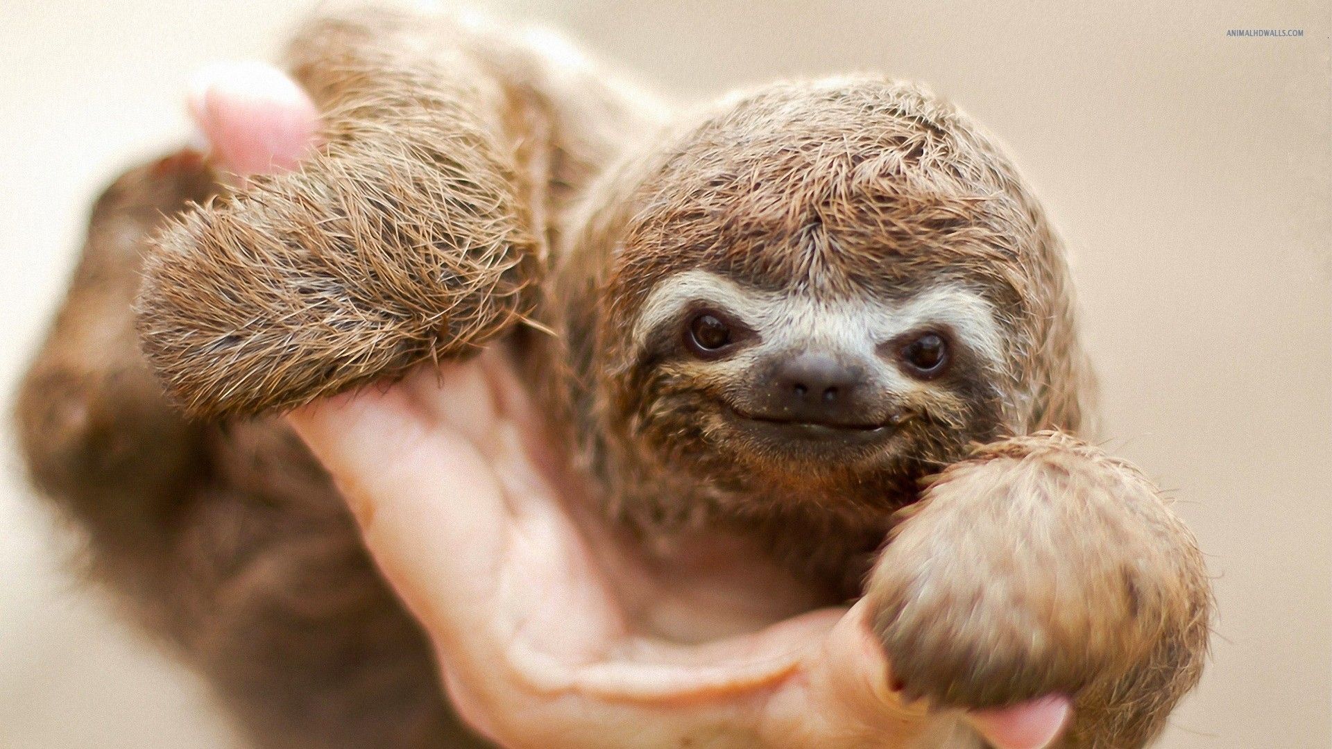 sloth desktop wallpaper