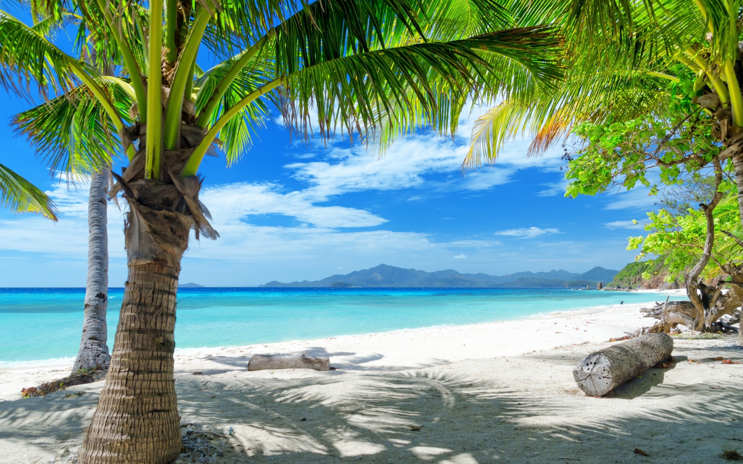 Tempting Ocean Beach With Palm Trees HD Desktop Wallpaper