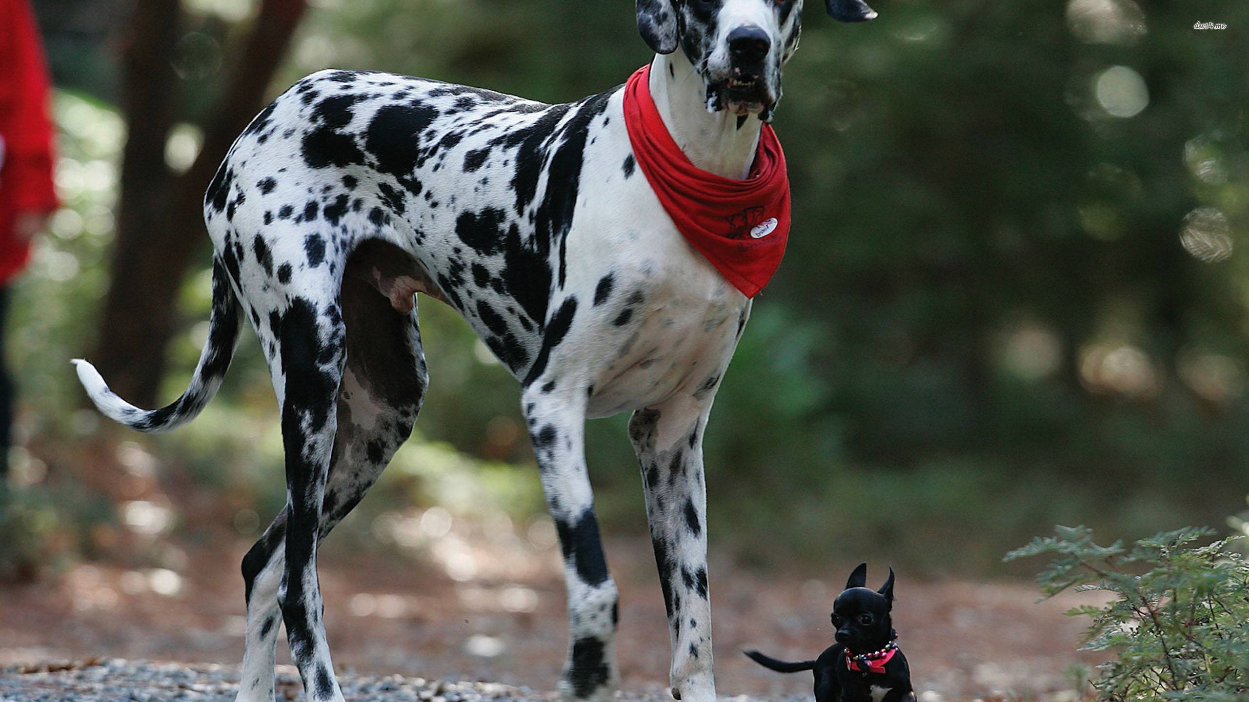 Great dane   Dogs Picture