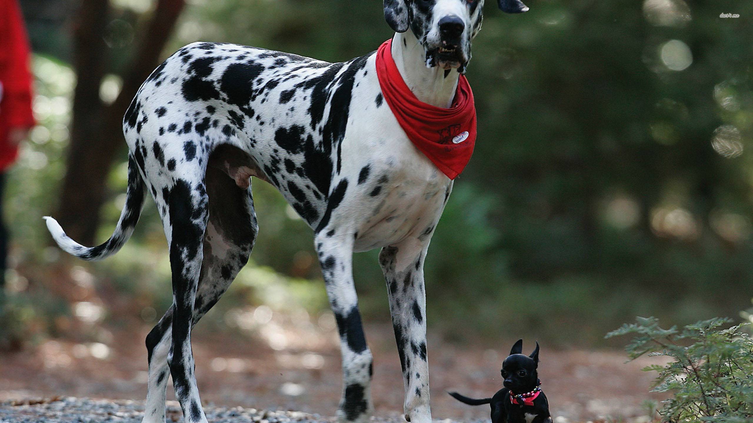 Great Dane Dogs Picture