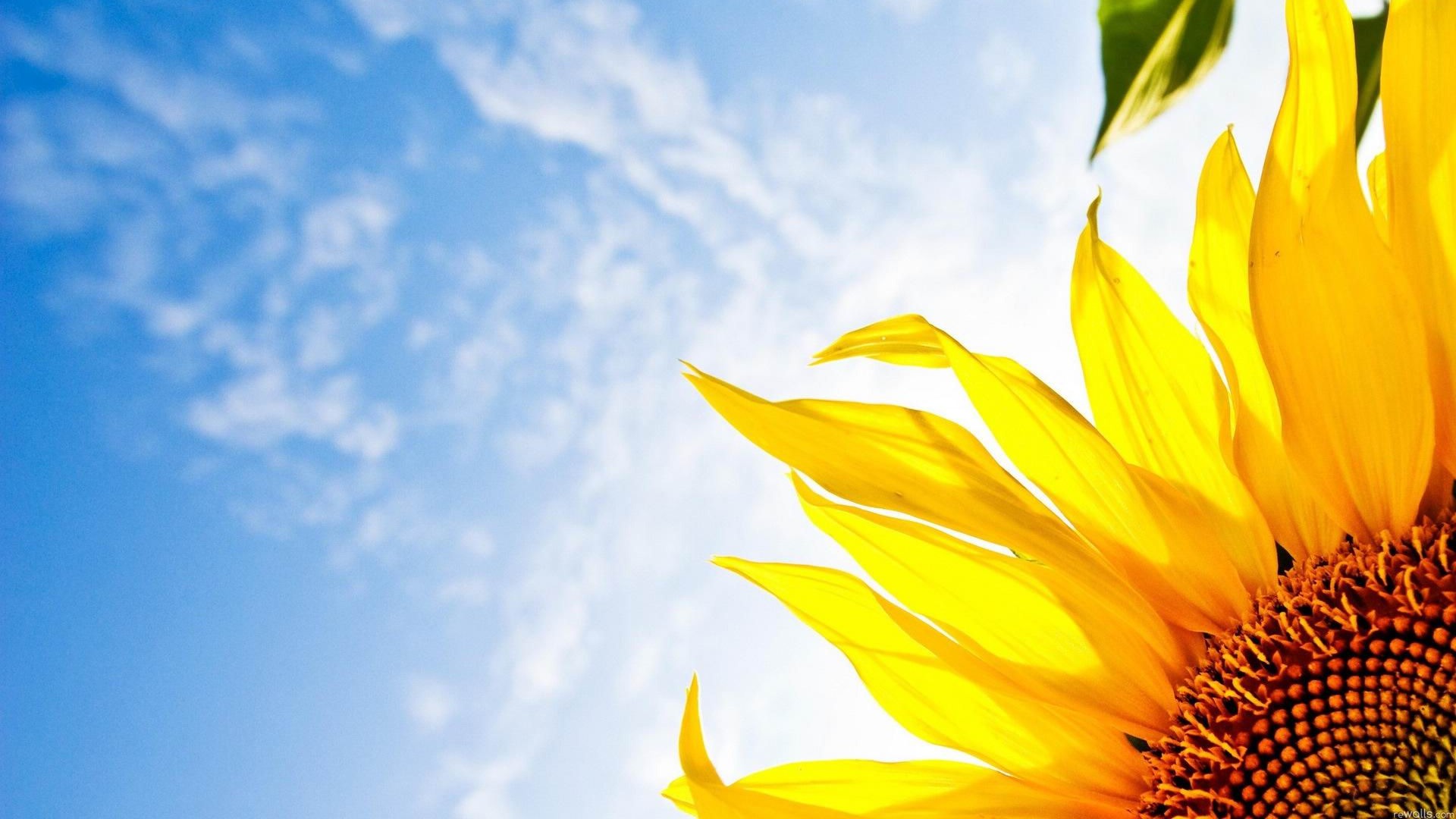 Sunflower Close Up Desktop Wallpaper Full HD