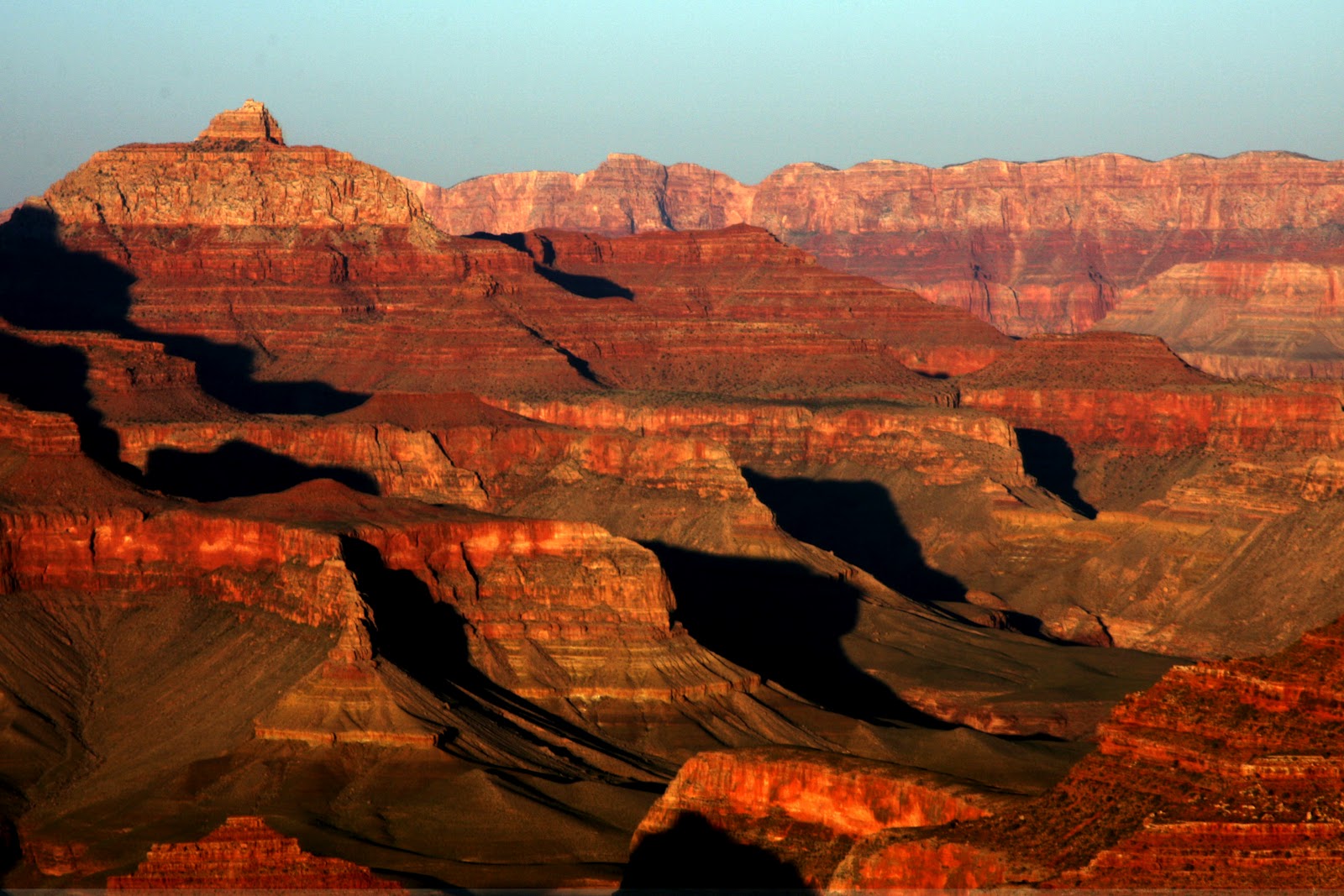The Grand Canyon Animal Photo