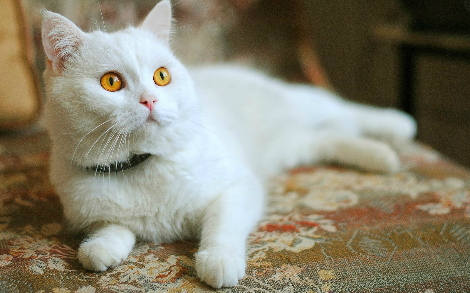 Cute White Cats HD Wallpaper Amp Beautiful Pictures