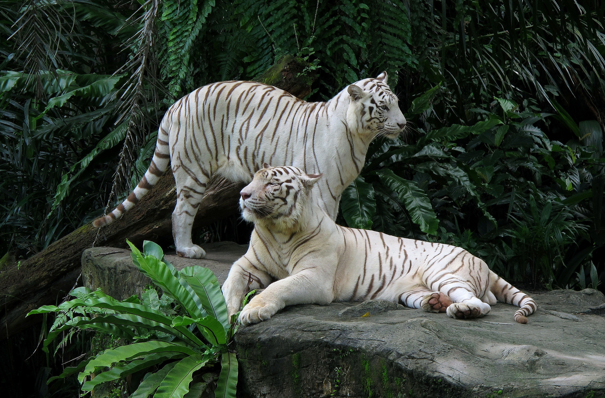 White Tigers Tiger Wallpaper