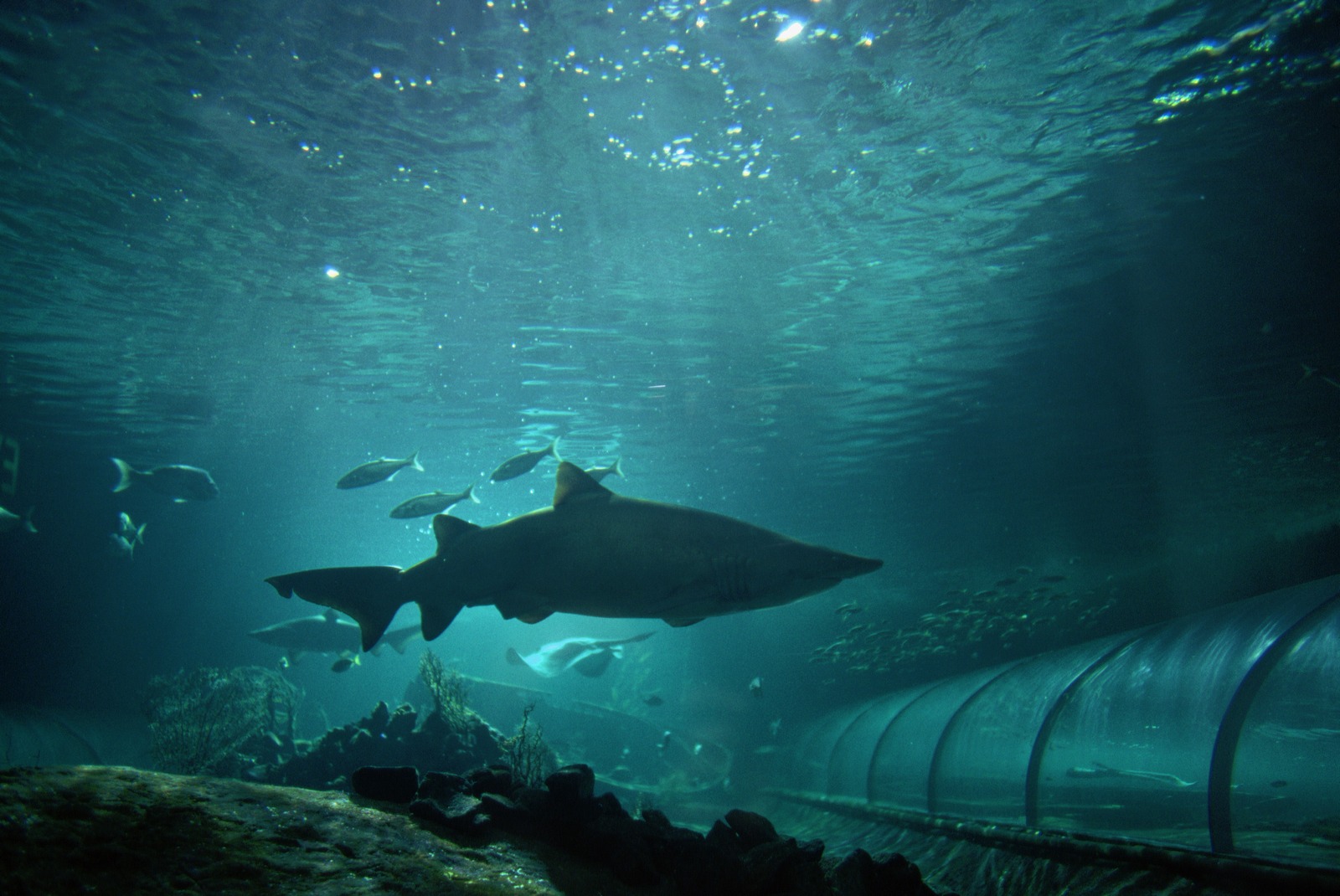 Background And Wallpaper Sharks Killer Whales Set