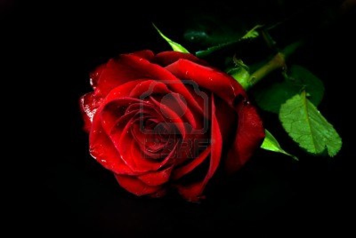Gallery For Gt Single Red Rose Black And White Background