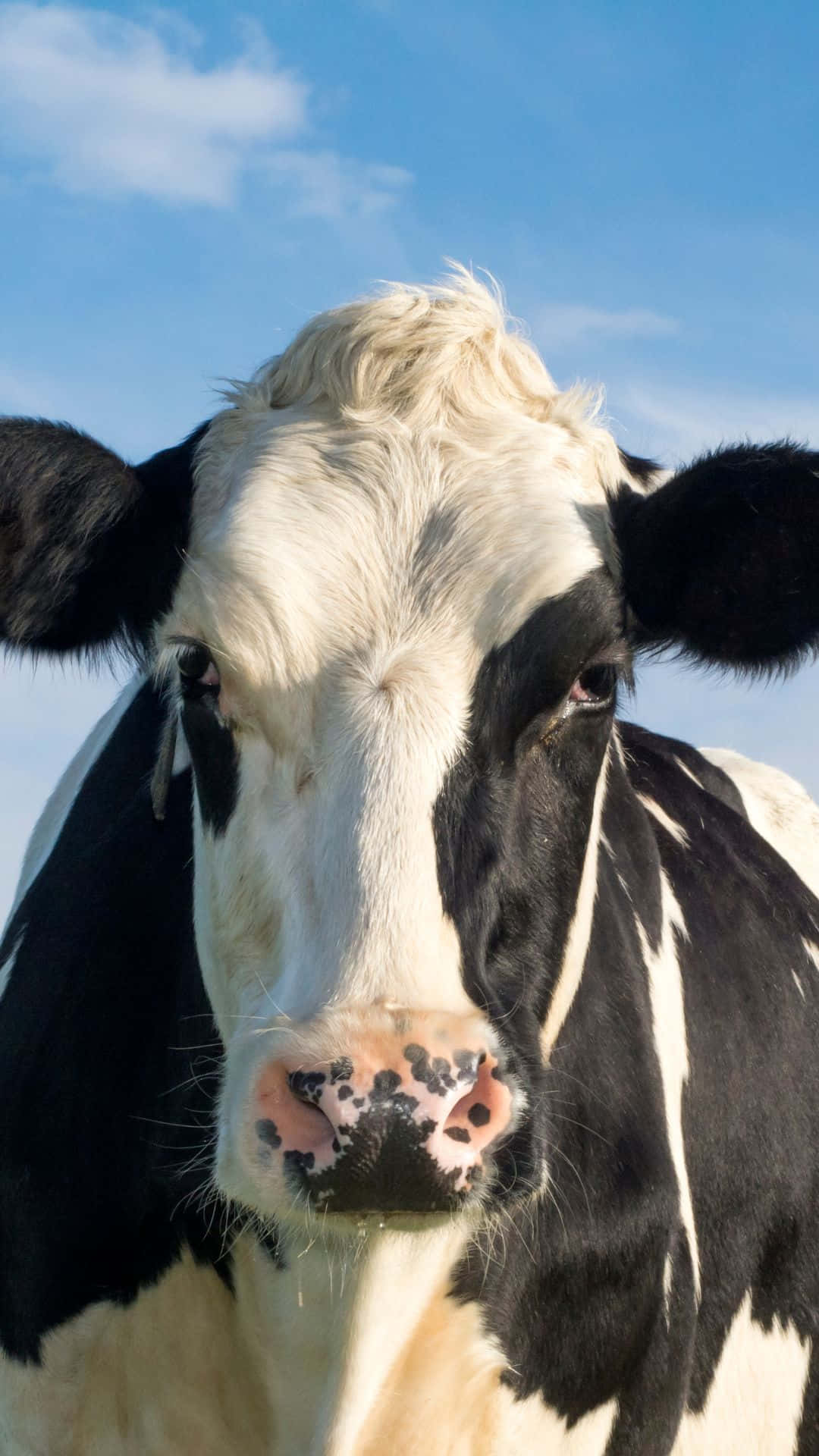 Cow iPhone Wallpaper
