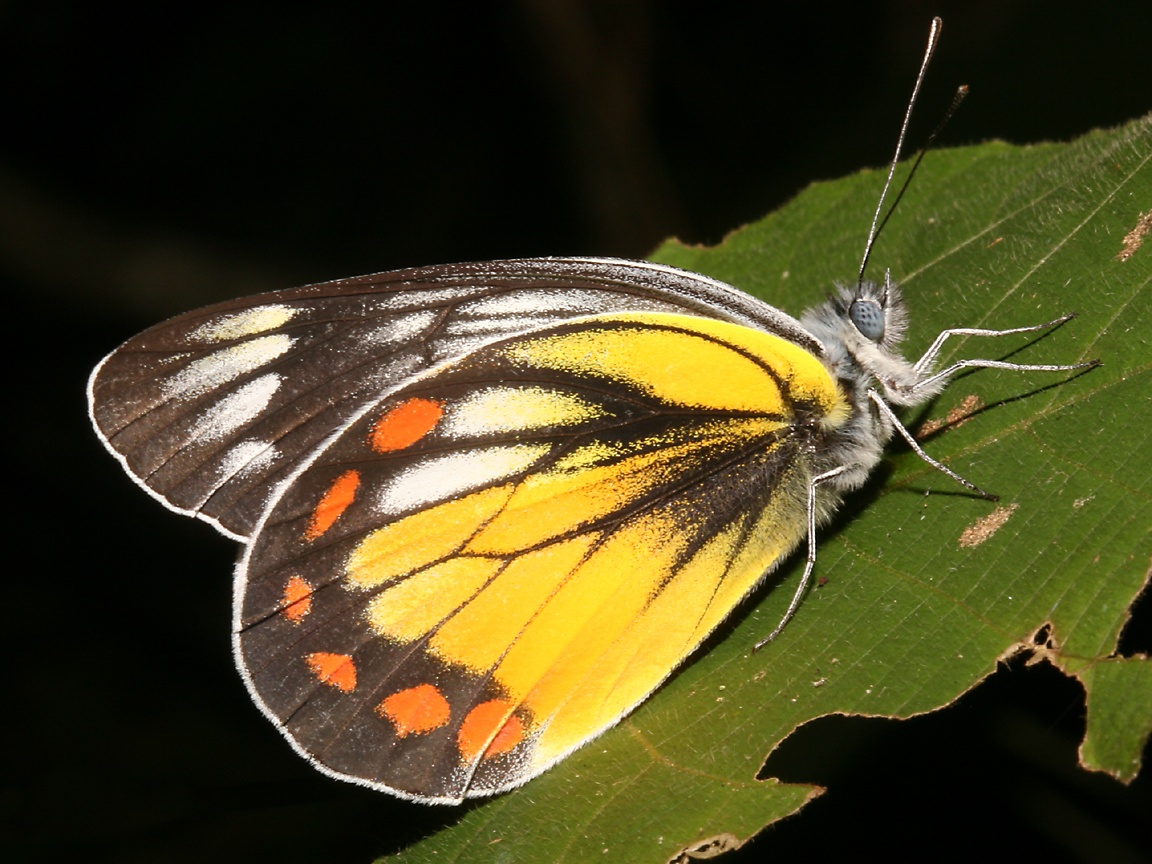 Delias Sp Photographed In Tangkoko National Park May Of Using