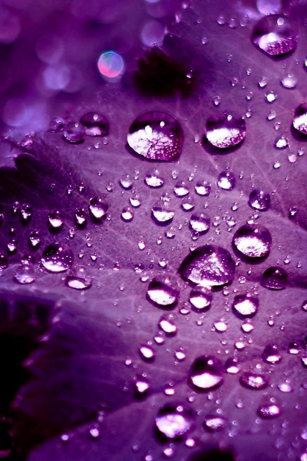 Purple Phone Wallpaper