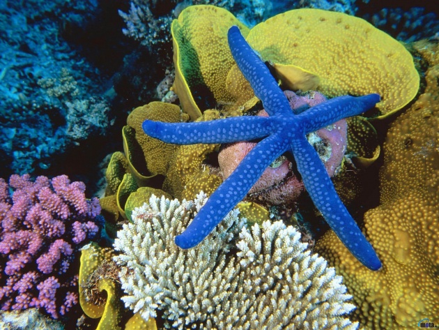 Wallpaper Blue Linckia Sea Star Great Barrier Reef Australia Photo