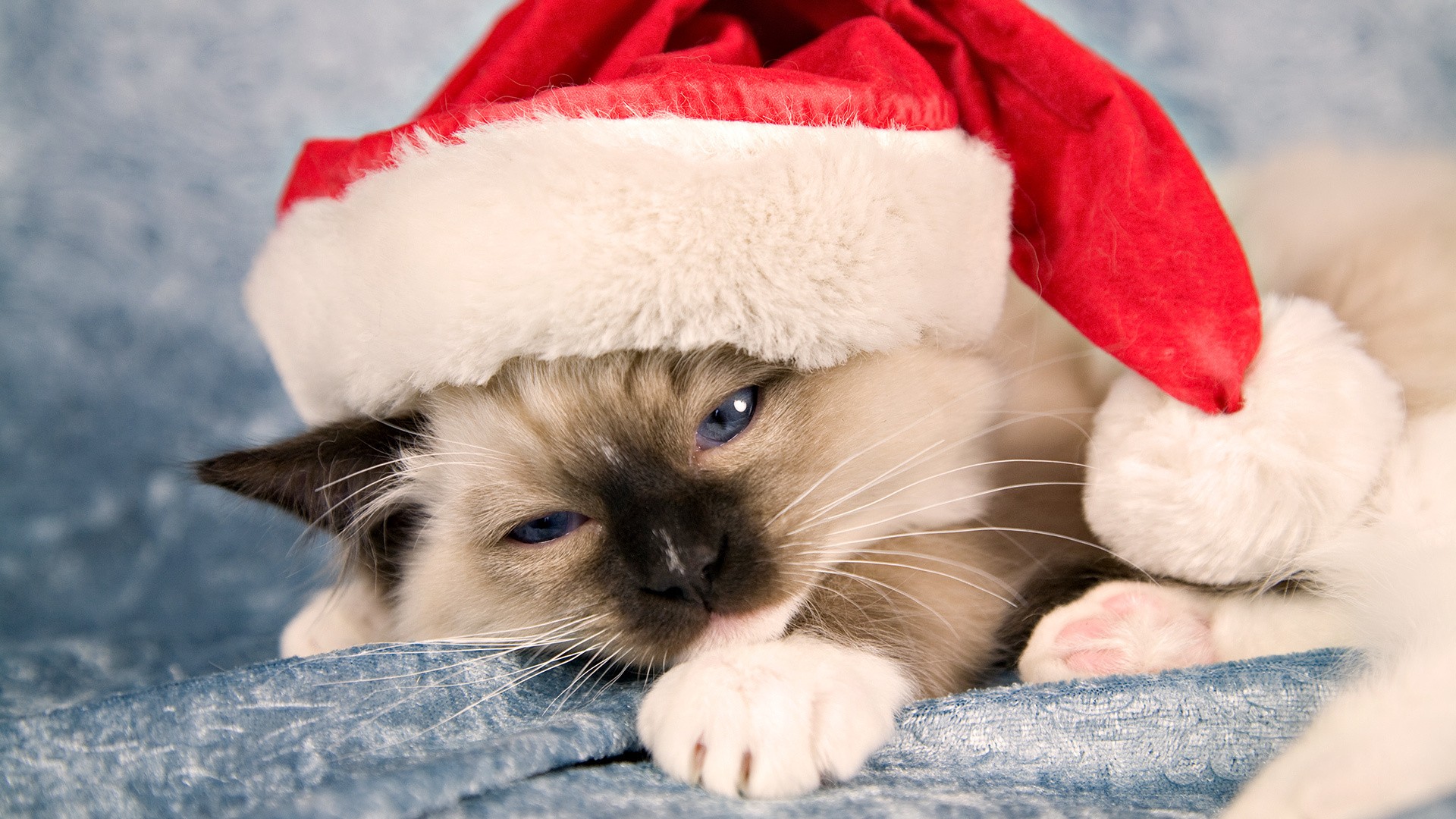 Christmas Grumpy Cat HD Wallpaper for Desktop and iPad