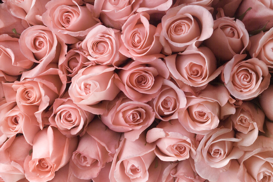 [46+] Light Pink Roses Wallpaper | WallpaperSafari.com