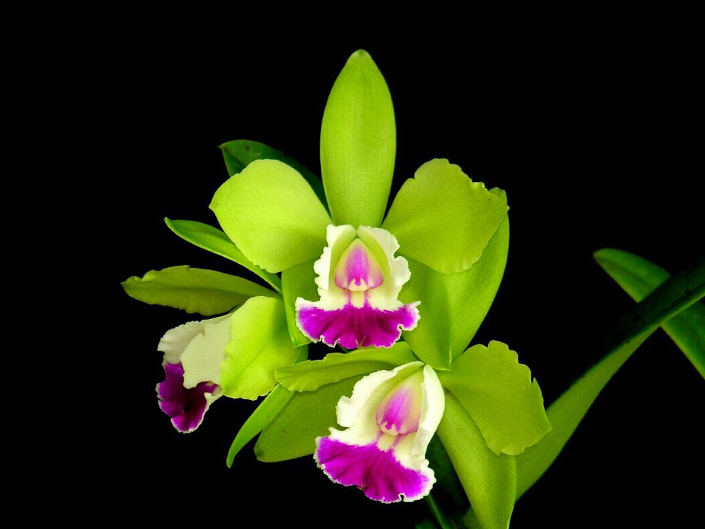 Green Orchid Flowers Wallpaper Wide For You