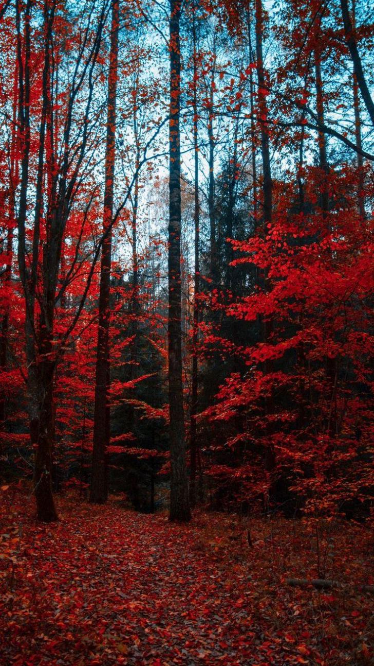 Wallpaper HD Aesthetic Forest