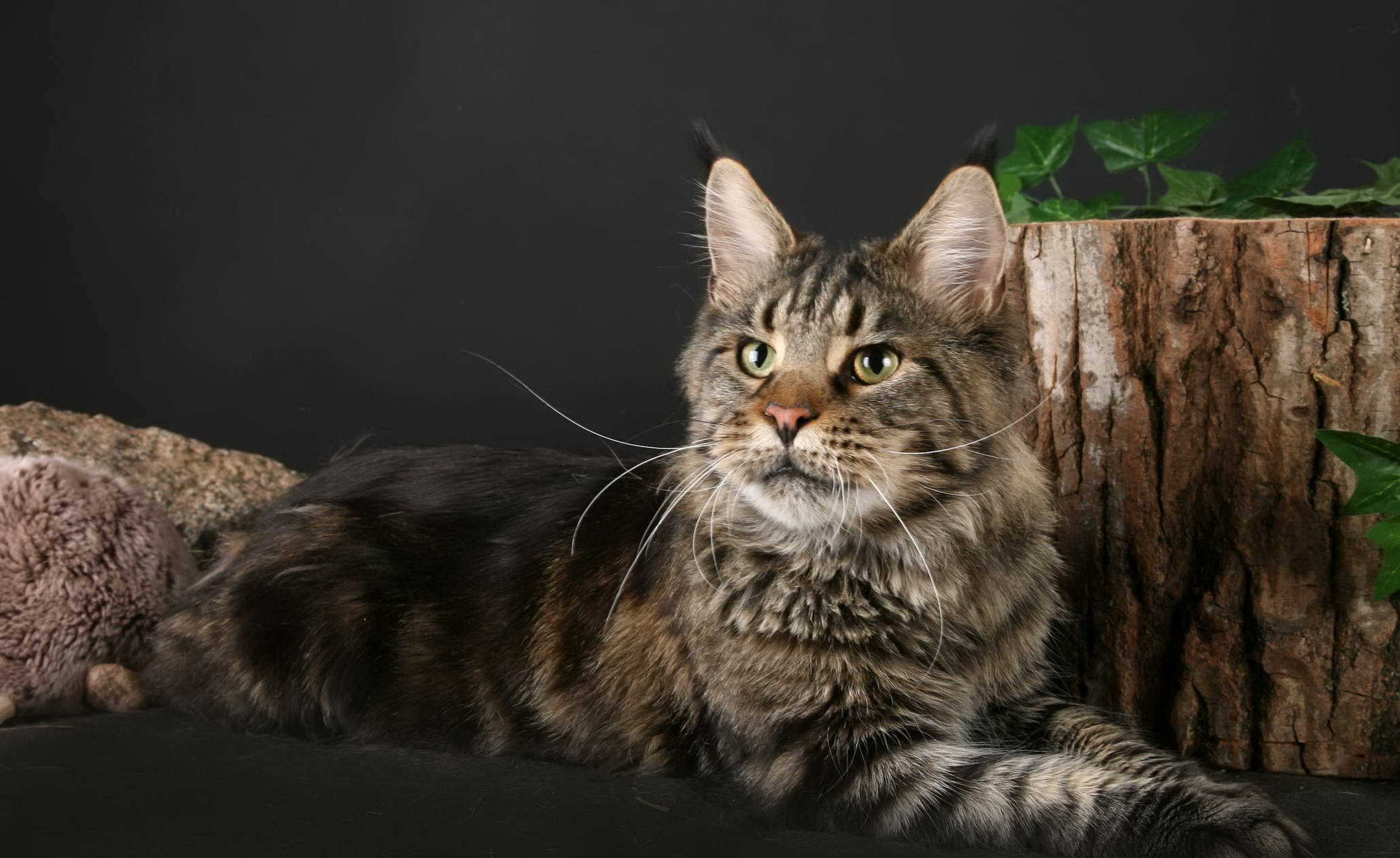 Maine Coon cat poses with a stump wallpapers and images   wallpapers