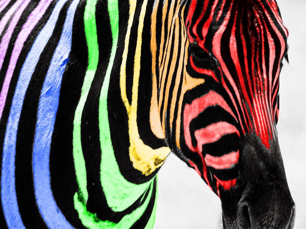 Rainbow Zebra Wallpaper Desktop Best Windows