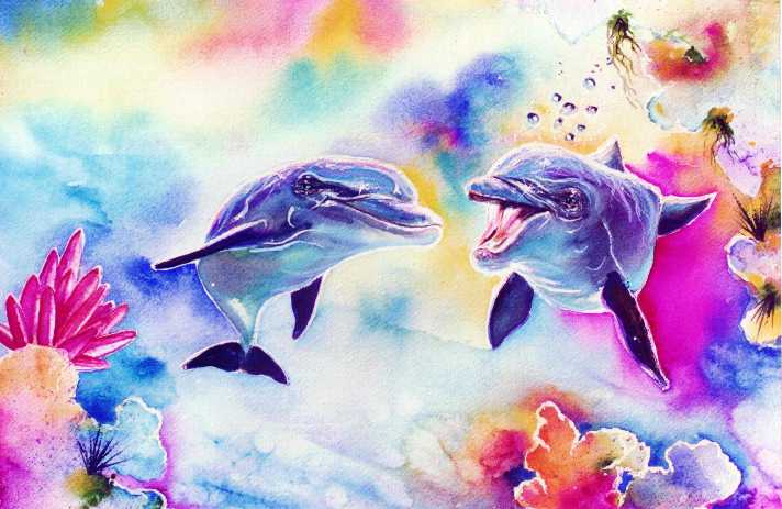 Colorful Dolphin Pictures