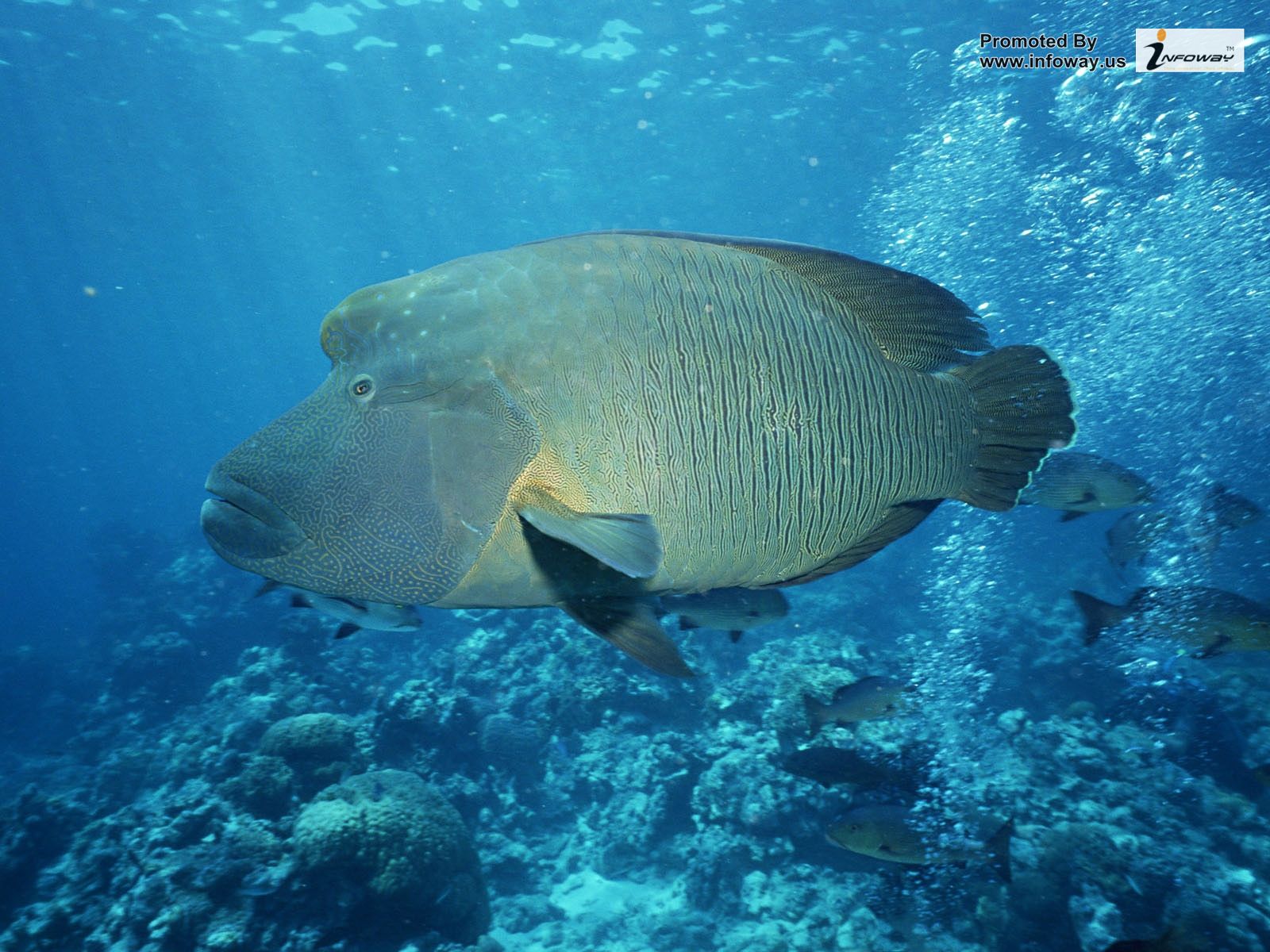 HD Wallpaper Fish Big The Sea Ocean Life