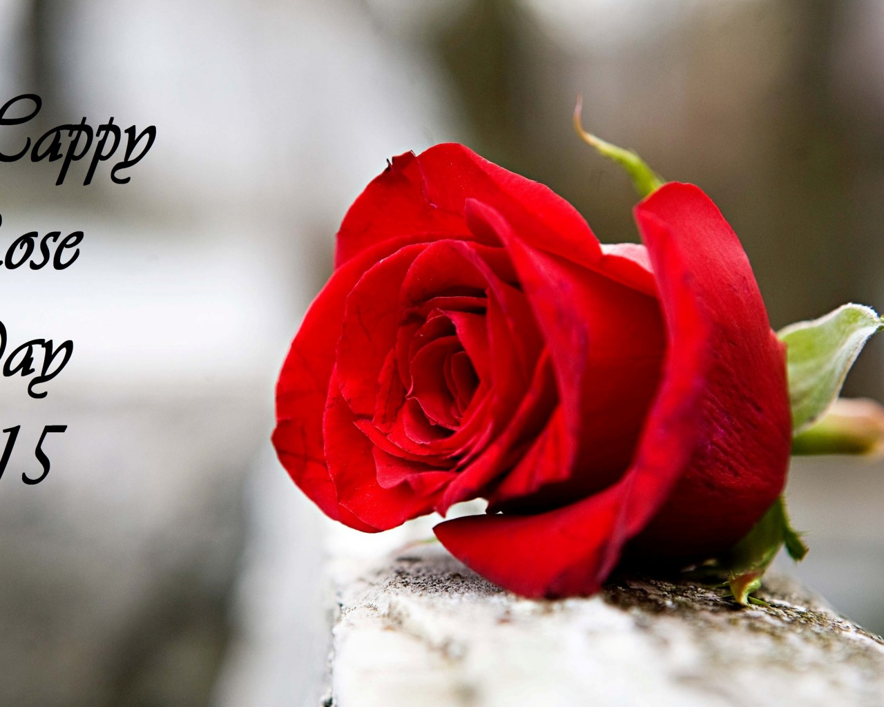 Happy Rose Day Image Wallpaper13