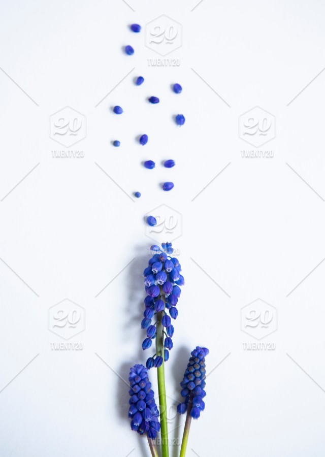 Blue Flower Losing Its Petals On A White Background Stock Photo