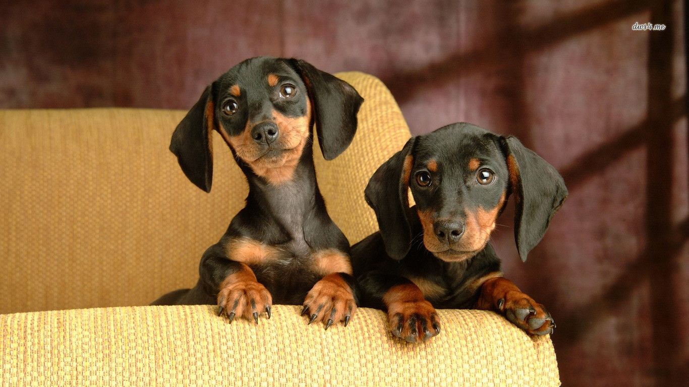 Dachshund Puppies Wallpaper Animal