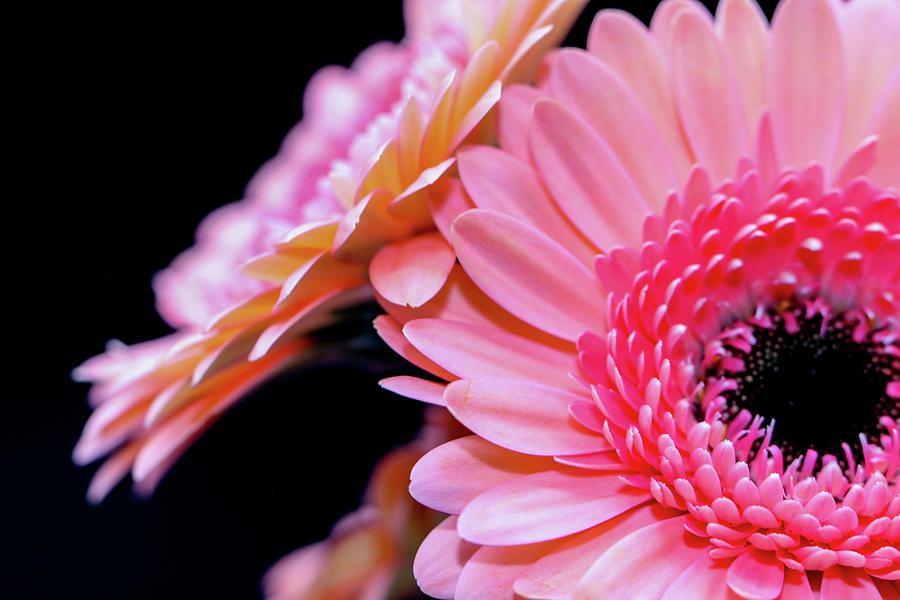 Flower Plant Beautiful Background Sophisticate Nice Nature Cool