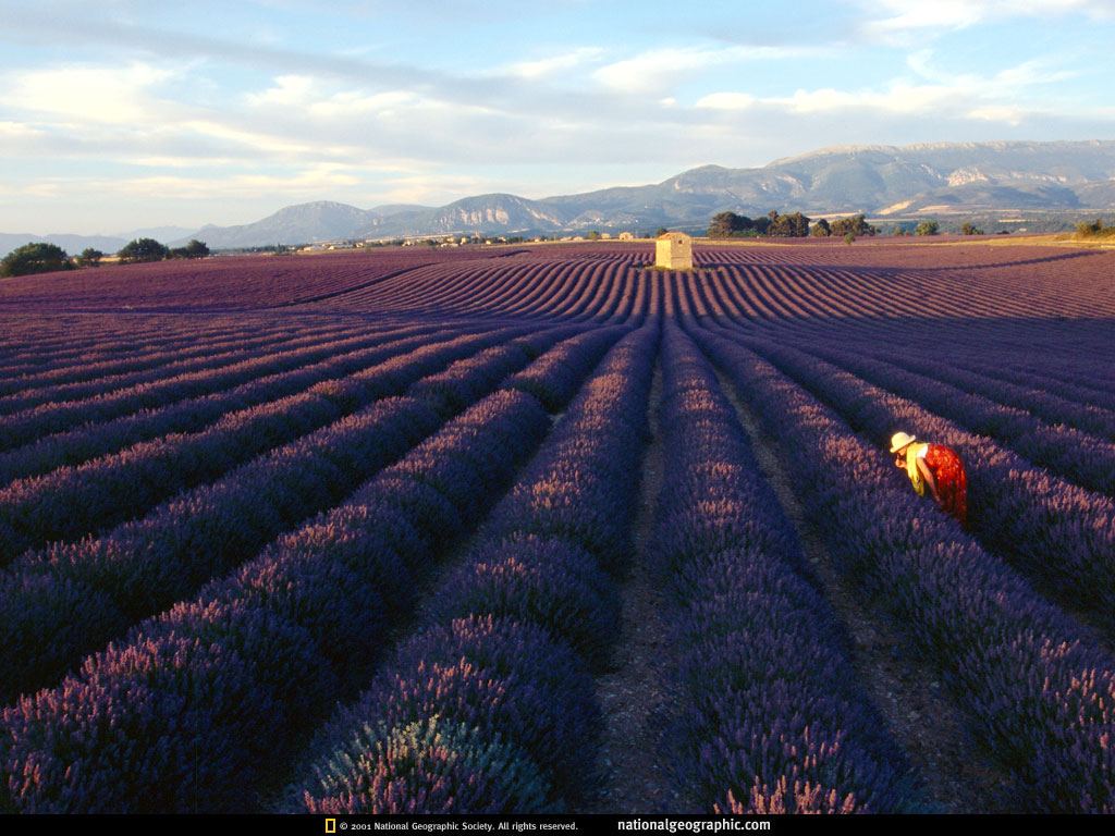 Provence France Lavender Field Photo Of The Day Picture