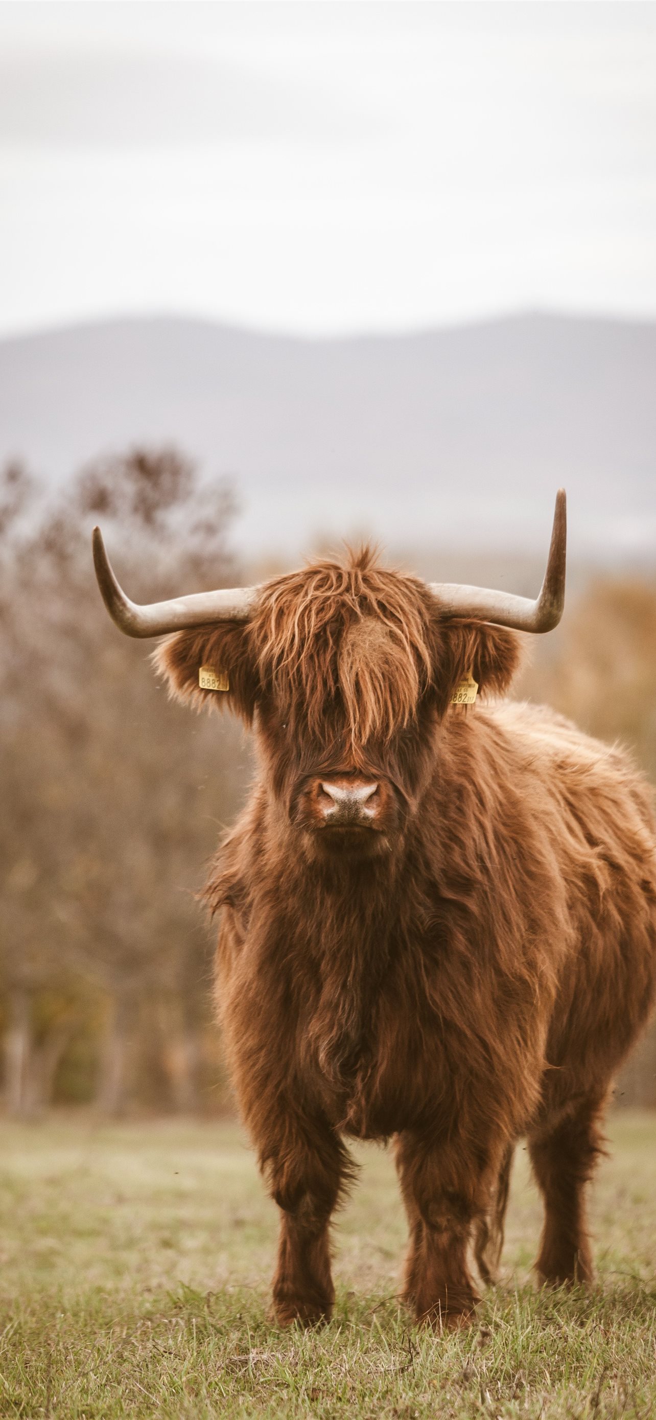 Best Highland Cow iPhone HD Wallpaper