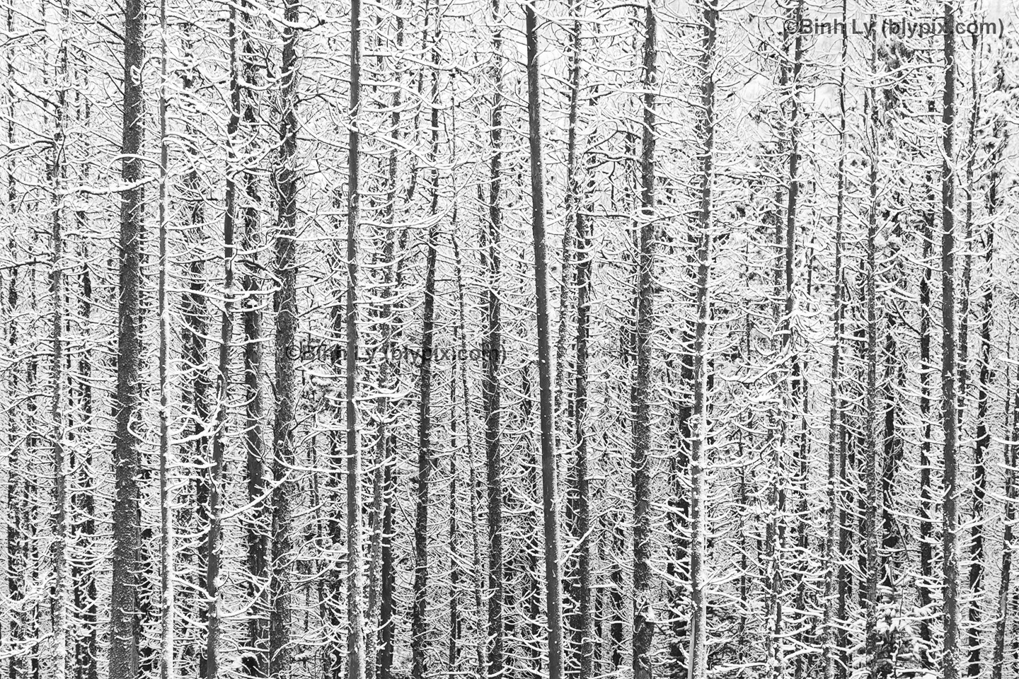 Rockies Wallpaper Photo Art Print Winter Wonderland Ab2010