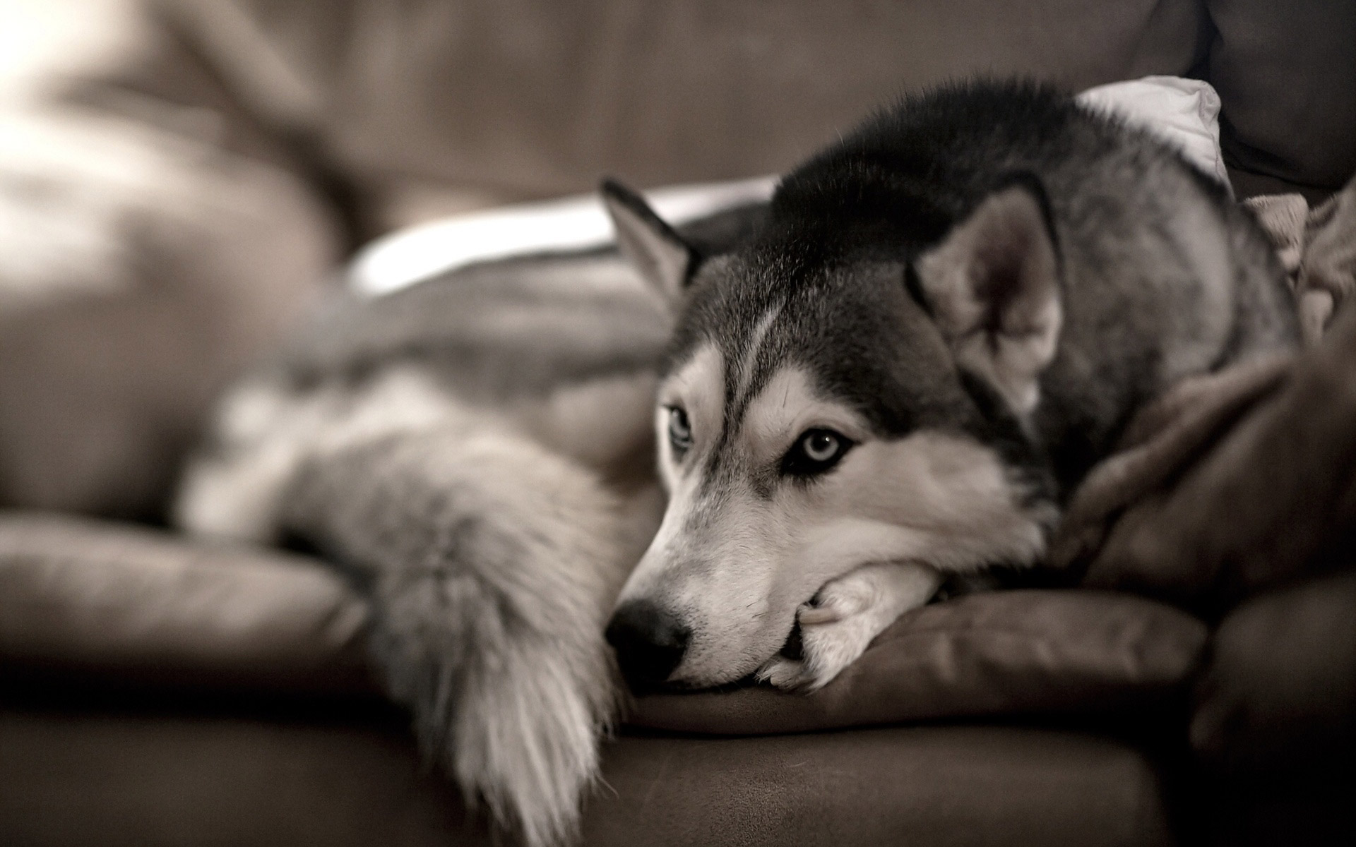 Siberian Husky On The Couch Wallpaper55 Best Wallpaper For
