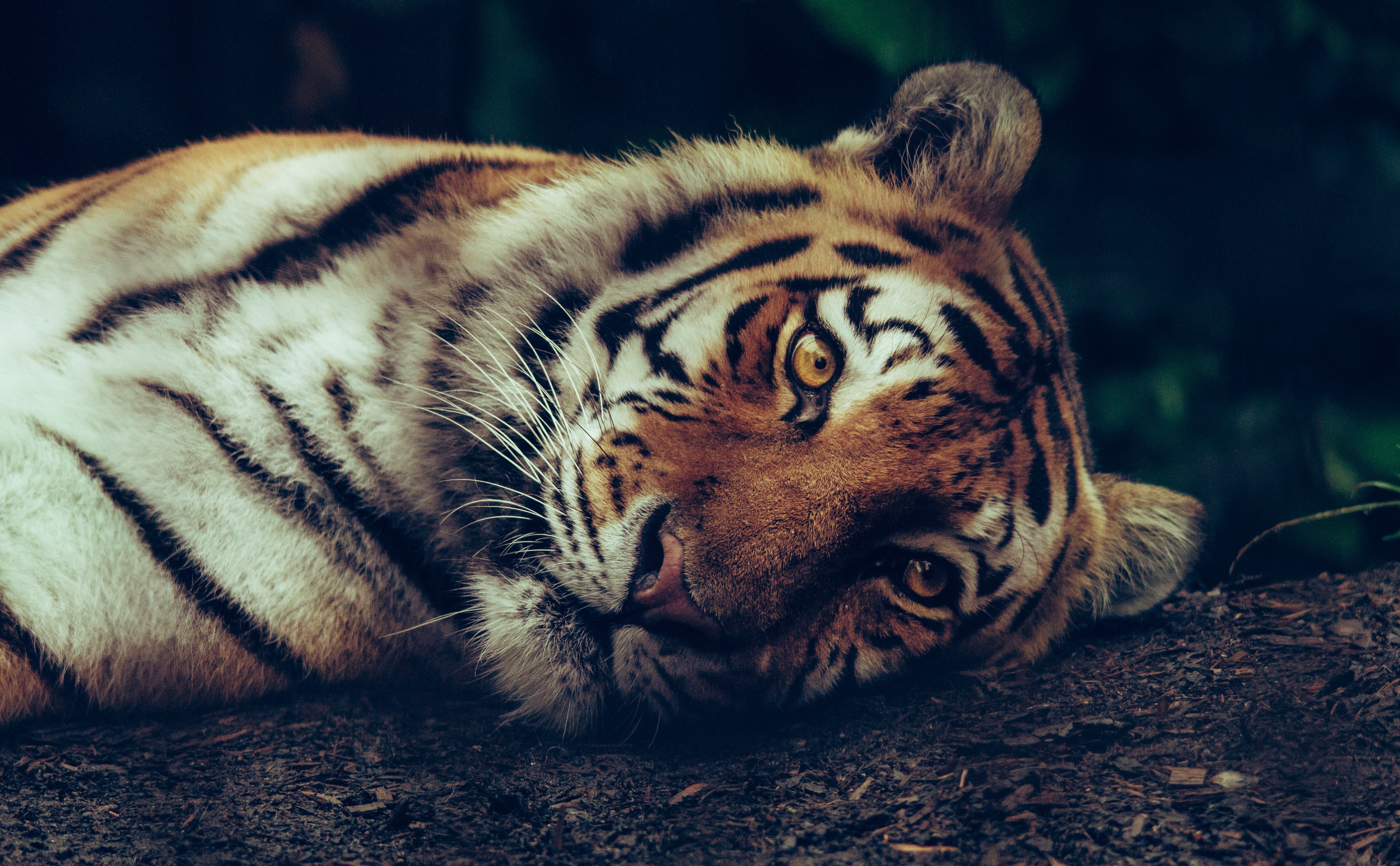 Tiger Wallpaper Eye Bengal Feline
