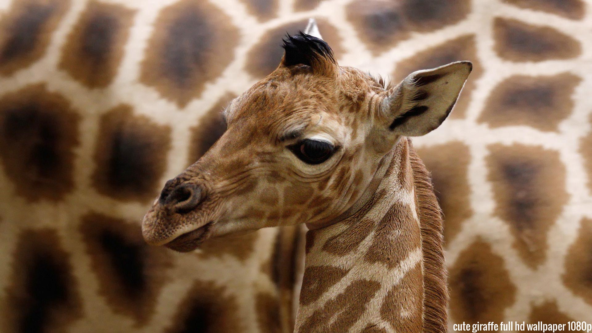 Baby Giraffe Wallpaper HD Cute Full