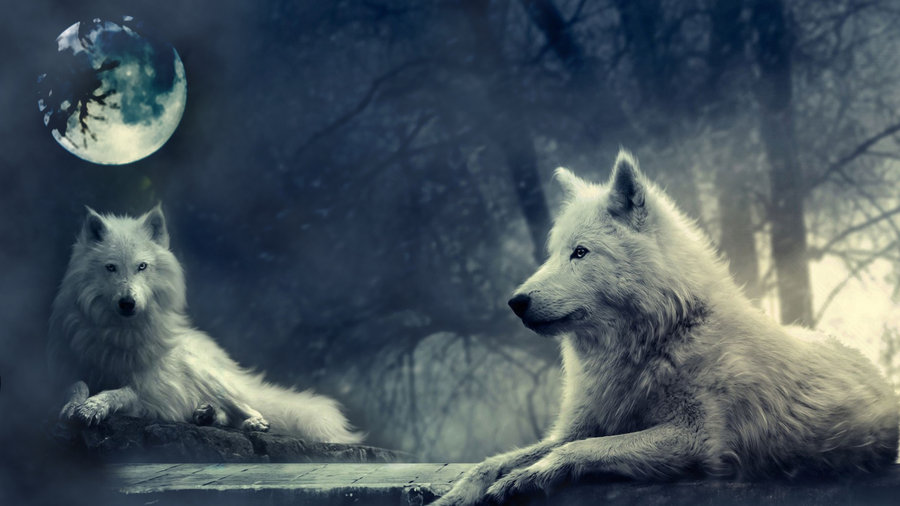 White Wolf under the full moon by Darth M0rtuus on