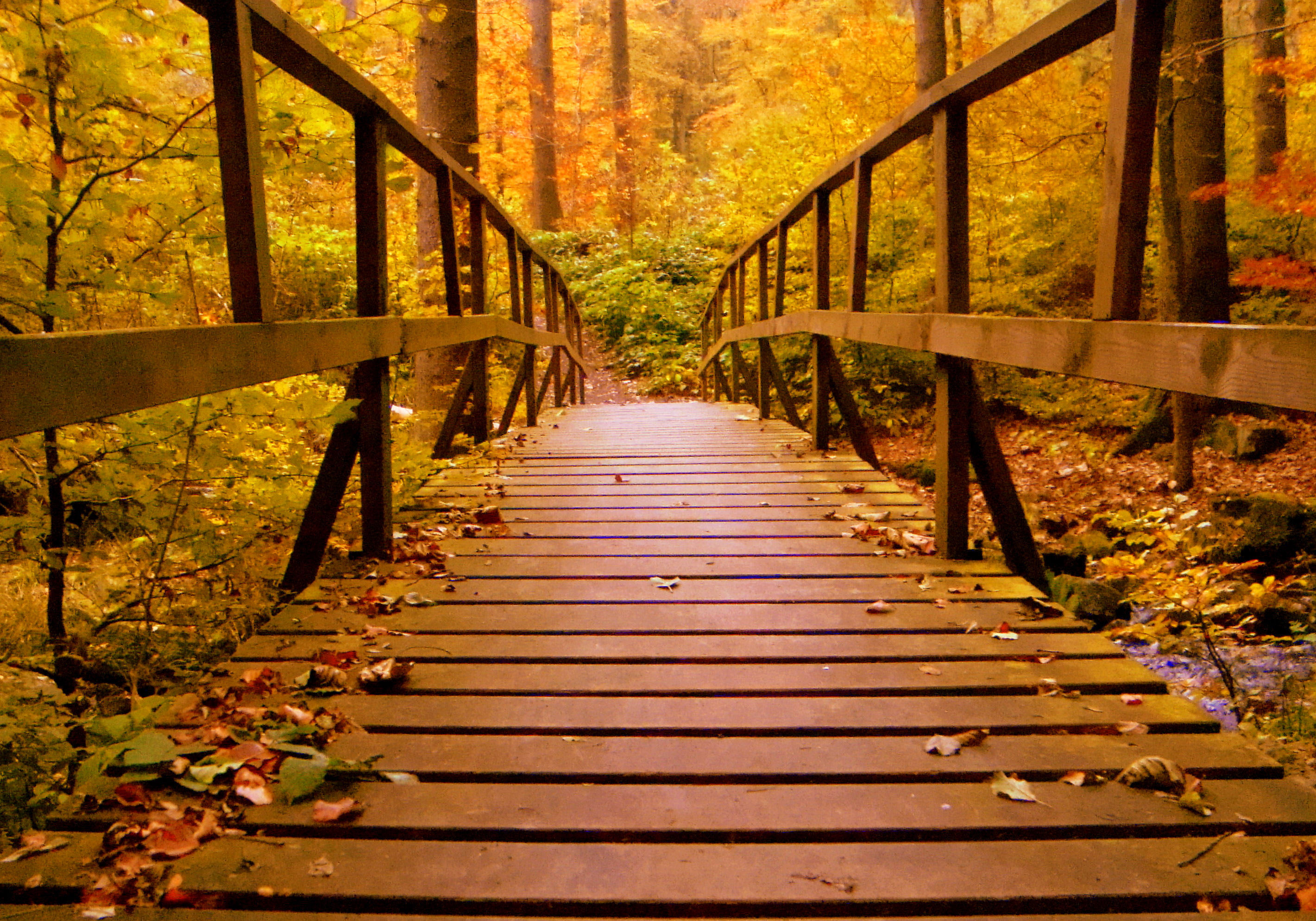 5013027 autumn wood wooden bridge forest leaves nature hd 2841x1988