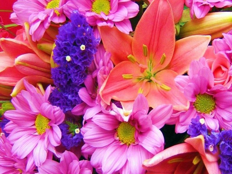 Wallpaper Bollywood Actrests Spring Flowers Screensaver