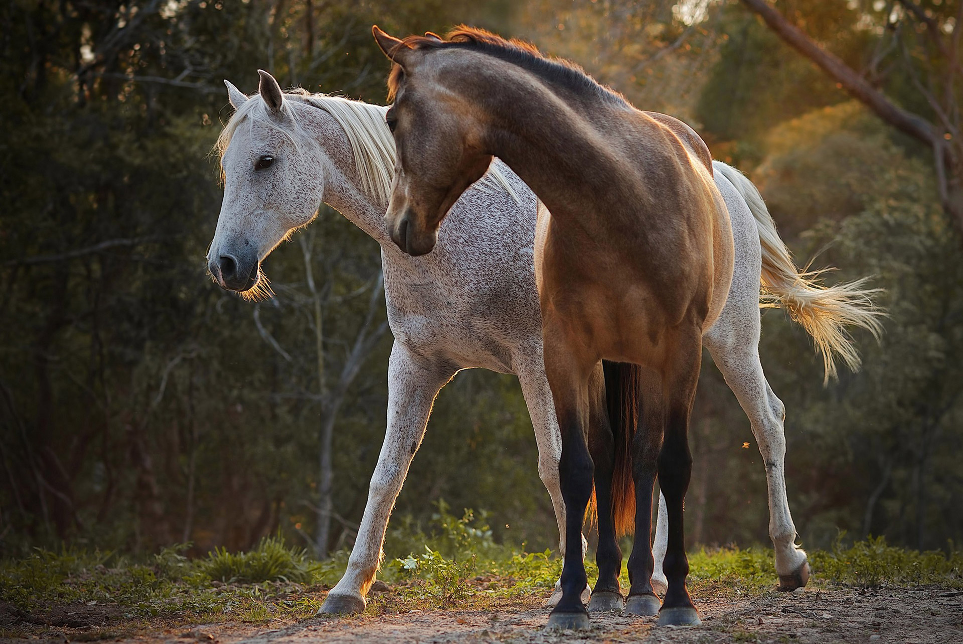 two beautiful horses wallpapers55com   Best Wallpapers for PCs 1920x1283