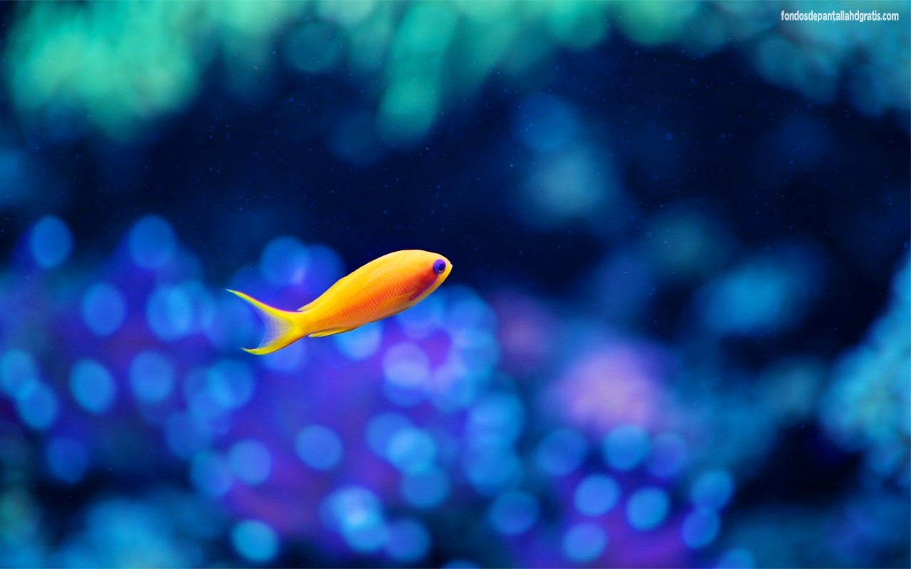 Descargar Imagen Cute Fish Wallpaper HD Widescreen Gratis