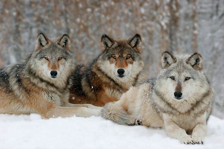 Wolf Pack Hunting Wallpaper