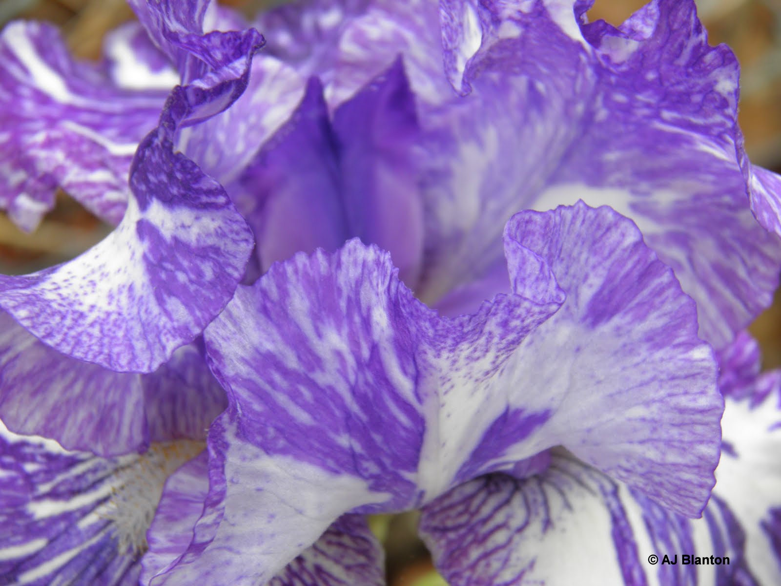 Purple Wallpaper Border   Wallpaper HD Base