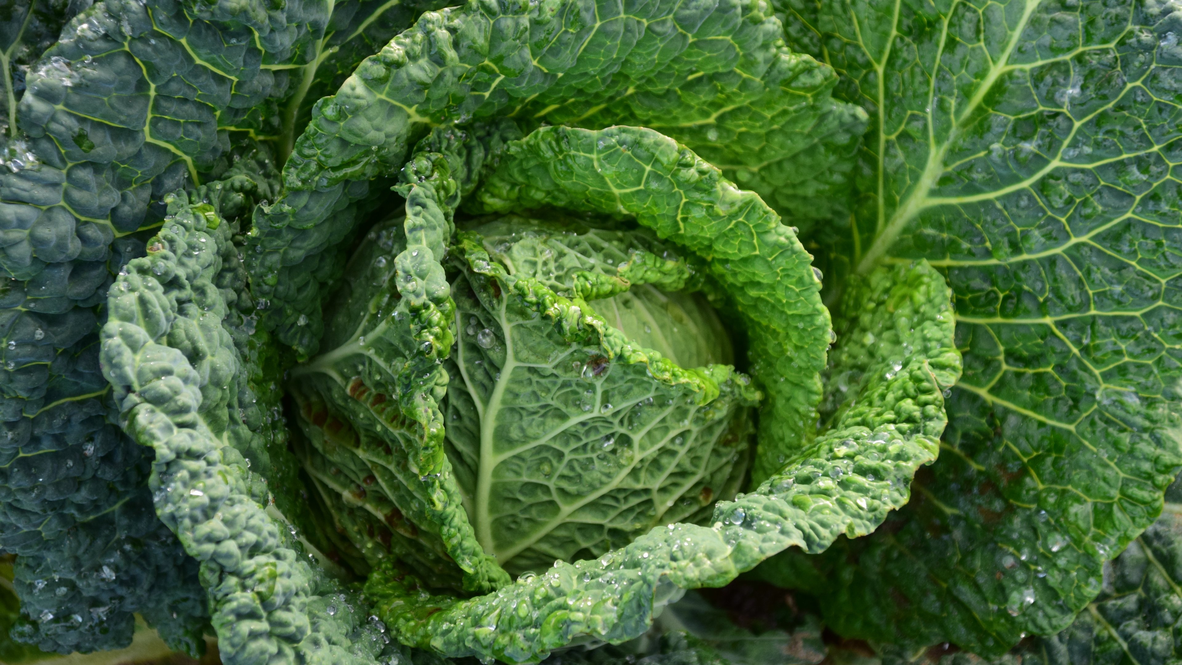 Green Cabbage Wallpaper iPhone Android Desktop Background