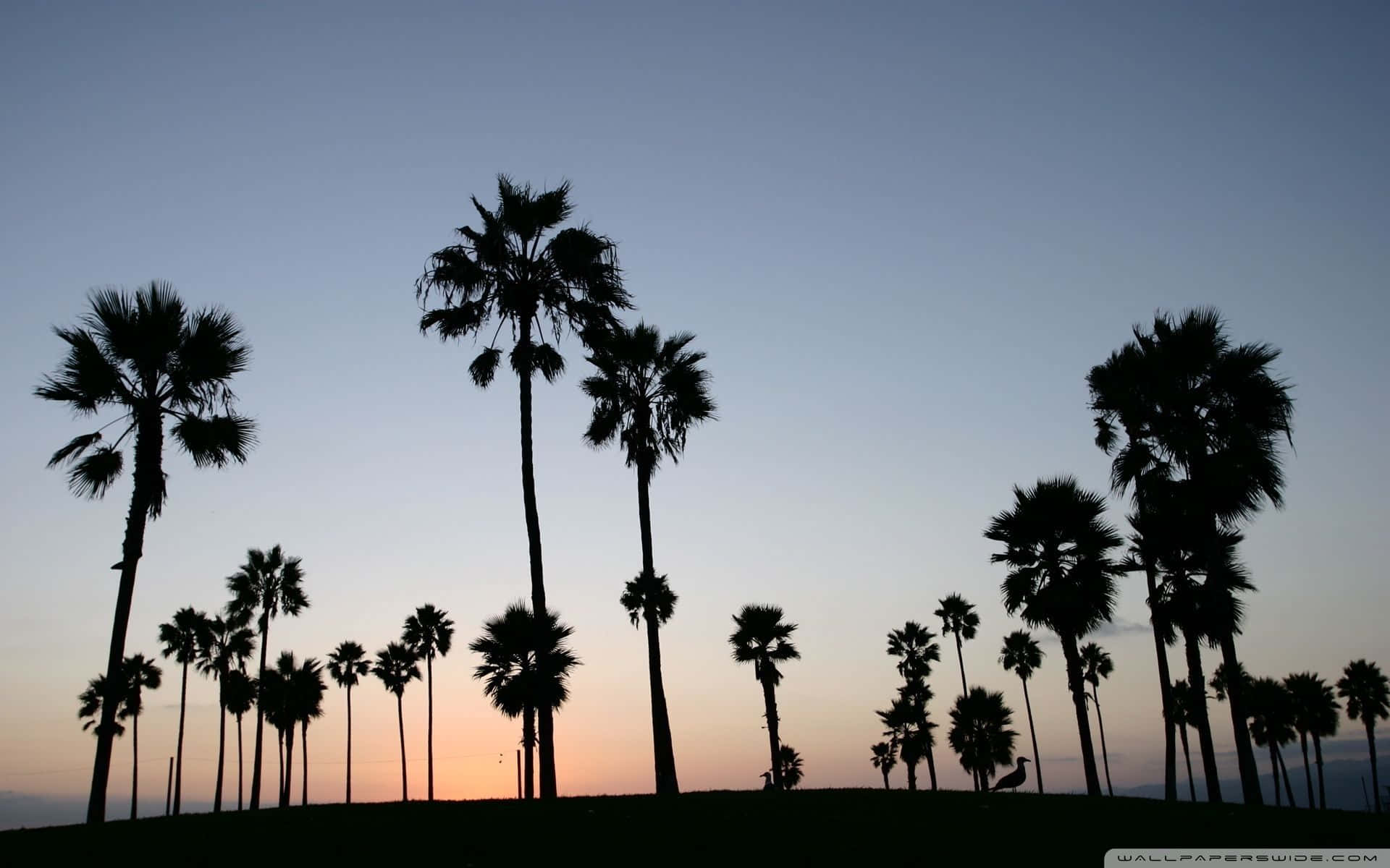 Palm Tree Desktop Wallpaper