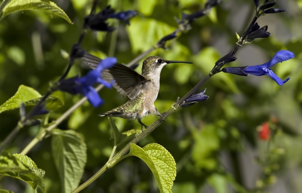 Wallpaper Hummingbirds Birds Plants Flowers Sunny Nectar