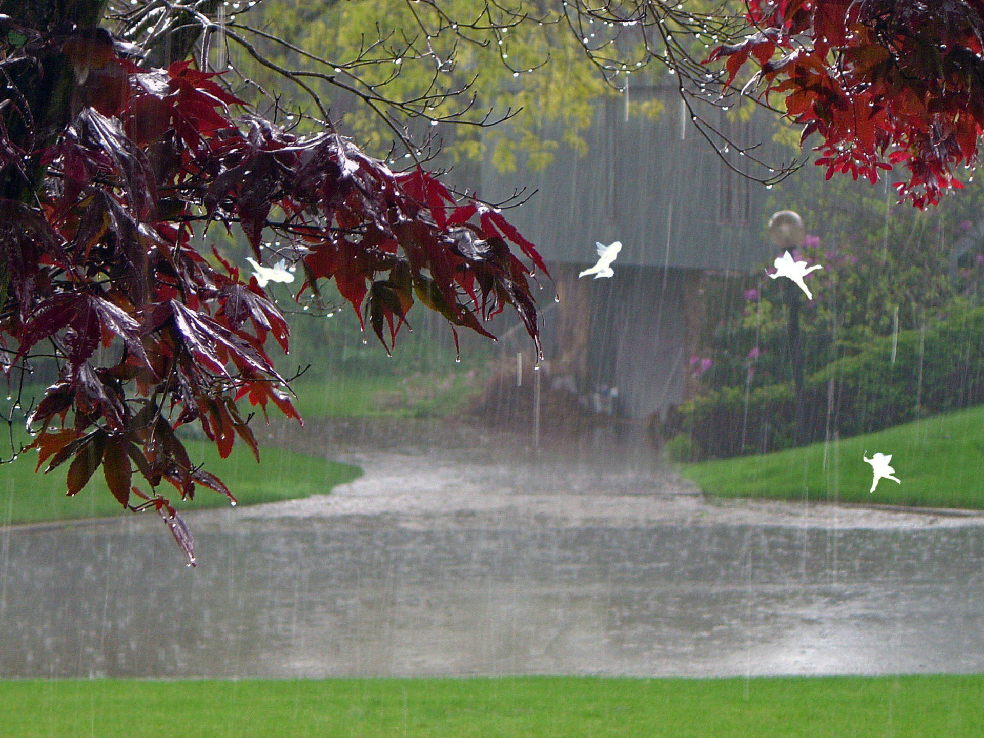 Beautiful Rain Wallpaper For Desktop
