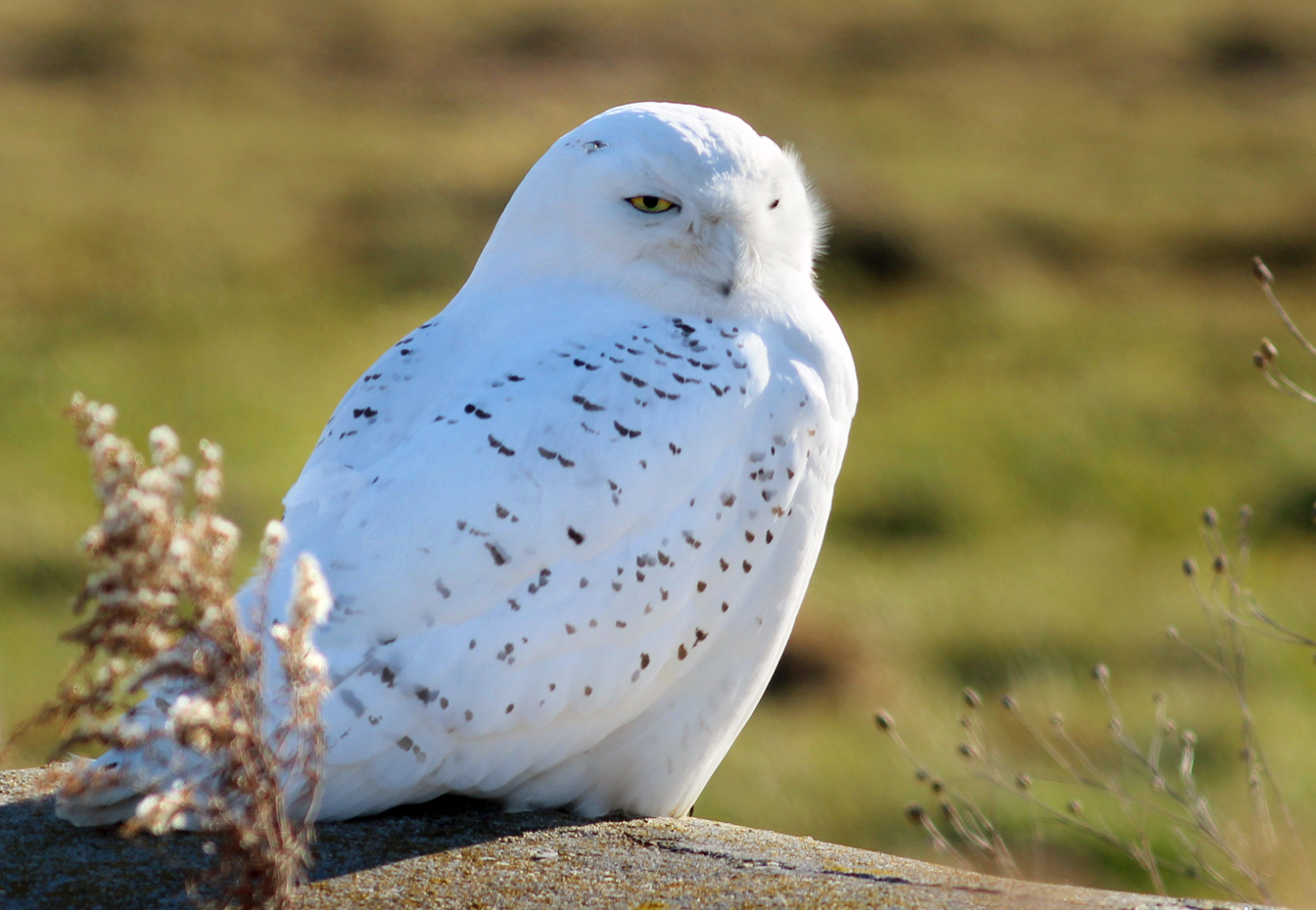 Screensavers And Wallpaper Snowy Owl Owls