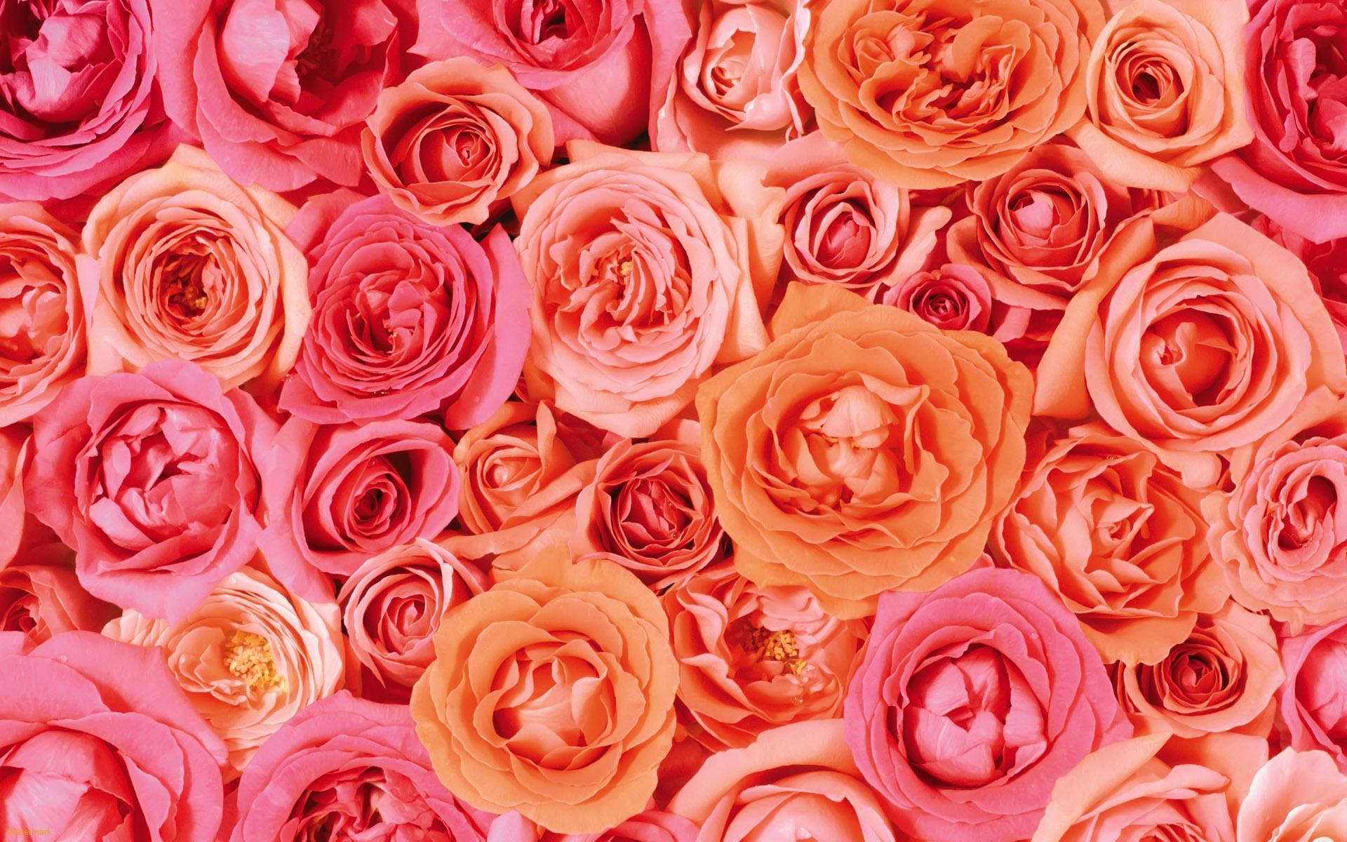 Pink Rose Backgrounds