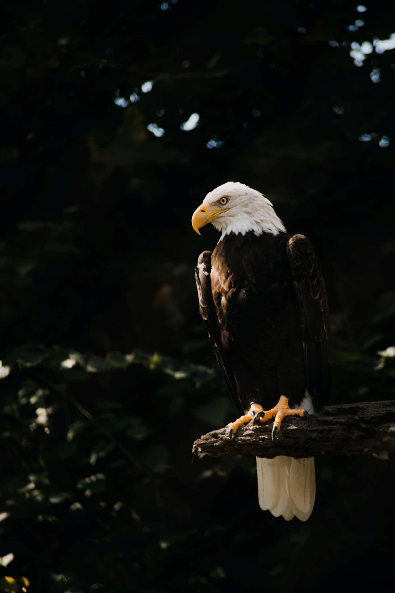 Eagle iPhone Wallpaper