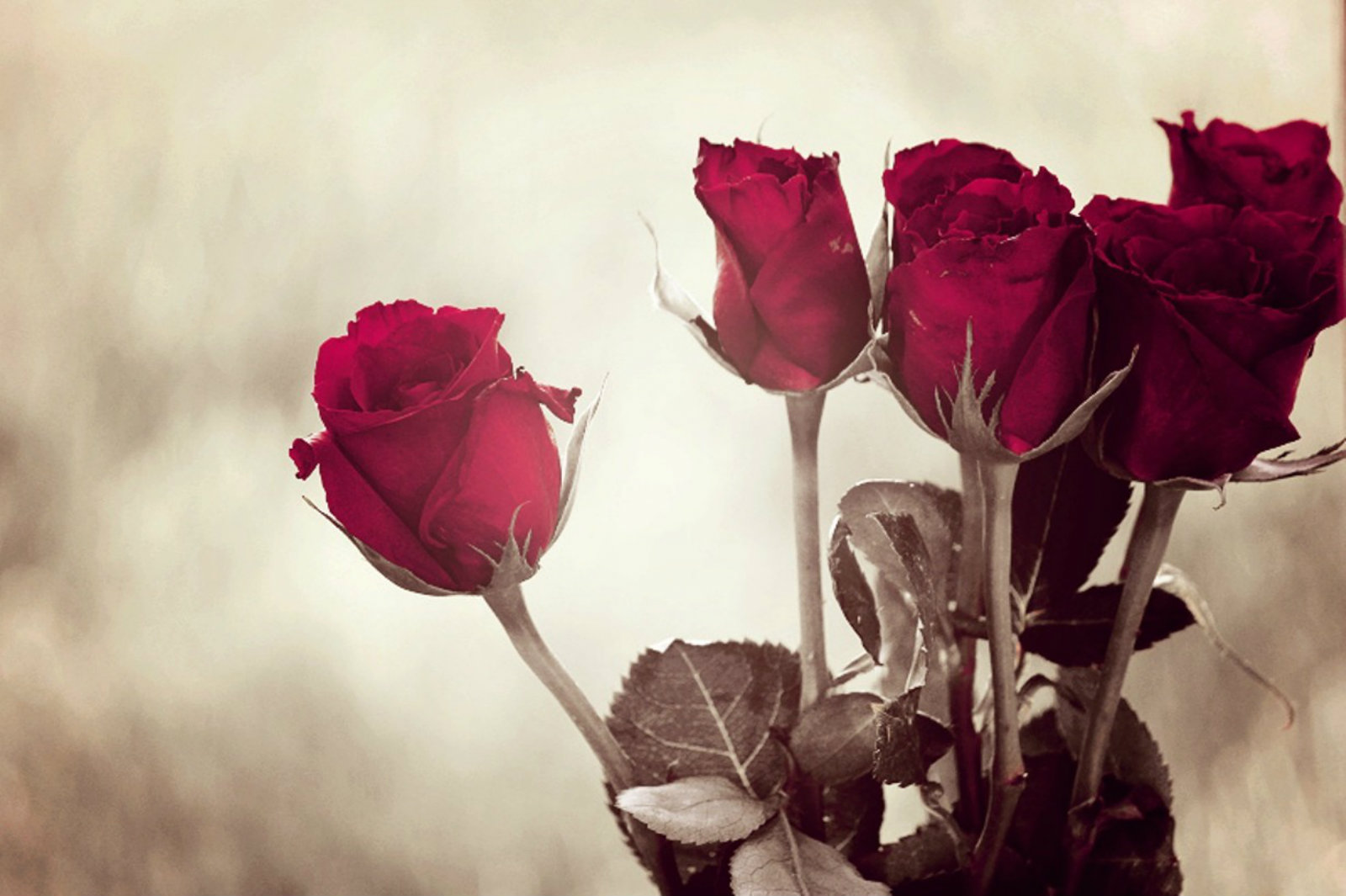 Most Beautiful Red Roses HD Wallpaper Flowers Pictures